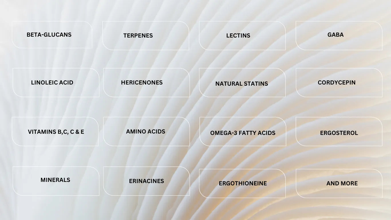 PART 1 - Introduction: The truth behind mushroom supplements