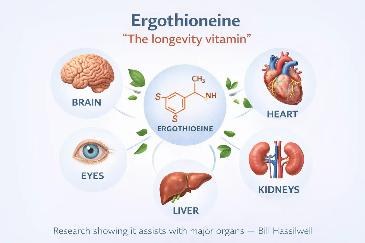 Ergothioneine: The Mushroom Nutrient Emerging in the Science of Healthy Ageing