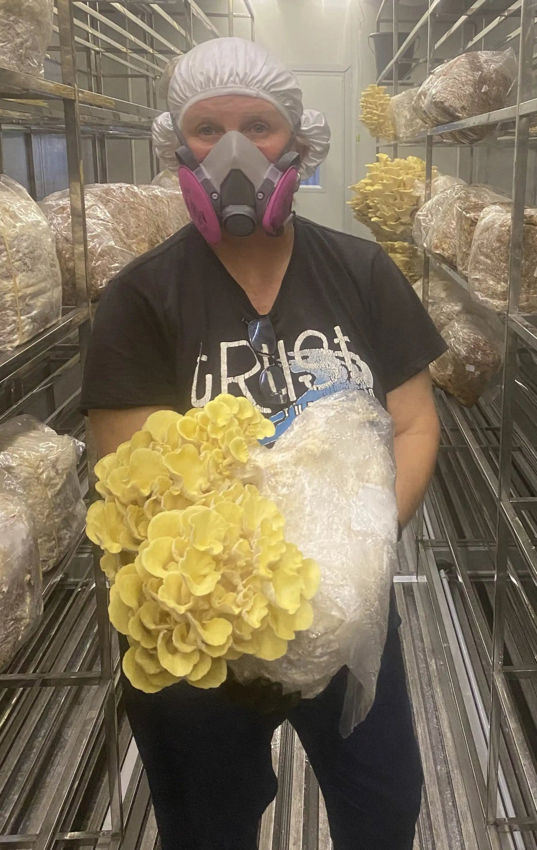 OMG mushrooms golden oyster