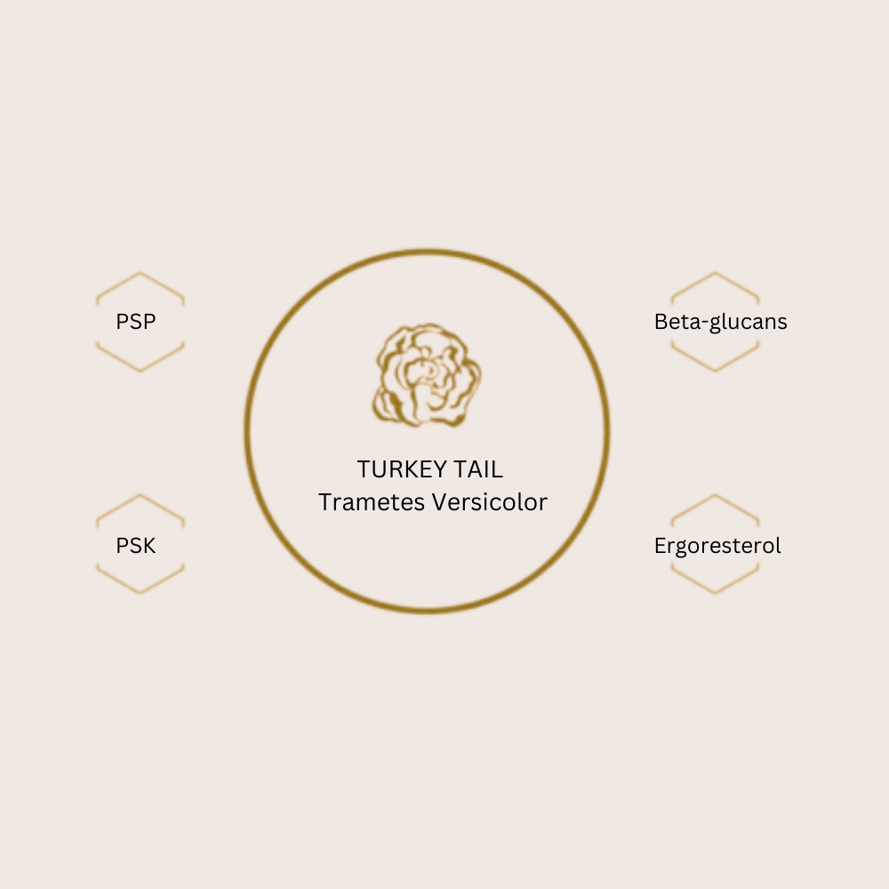 OMG Mushrooms TURKEY TAIL compounds