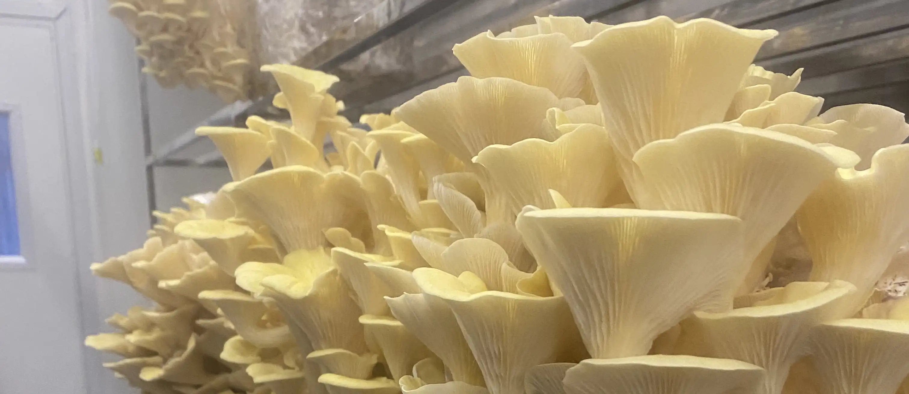 OMG mushrooms Golden oyster