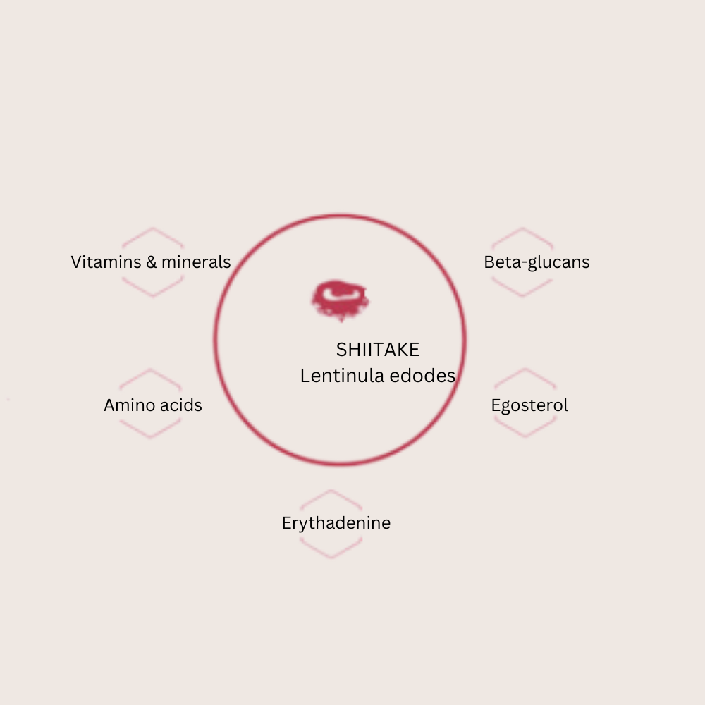 OMG Mushrooms SHIITAKE compounds