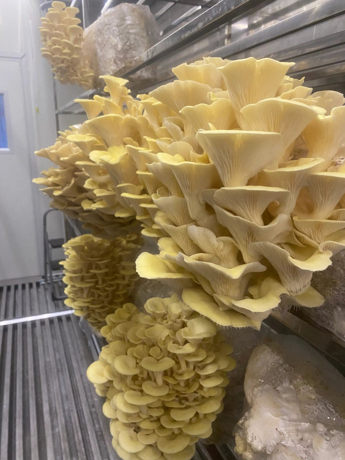 Close-up of yellow mushrooms growing in controlled environment.